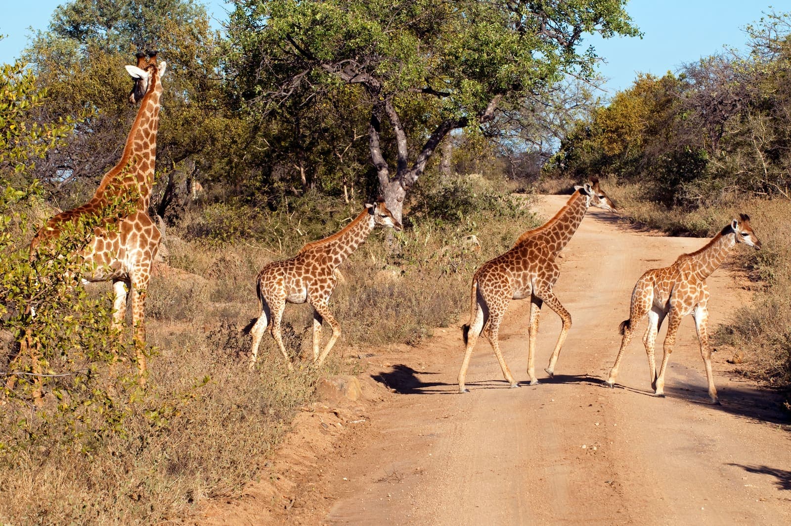 Africa/Asia/Europe Travel Bundle